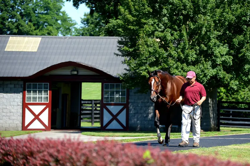 A thoroughbred horse farm in the Kentucky Bluegrass